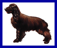 a well breed Field Spaniel dog